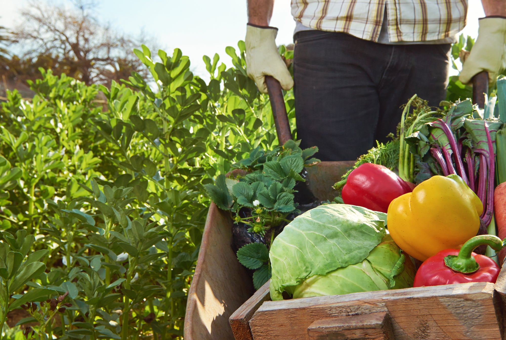 OFFRE VEGETARIENNE VEGANE header picture