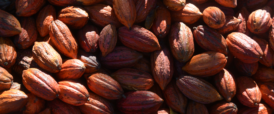A close-up view of numerous cocoa pods in varying shades of brown and orange, scattered on a surface with natural light.