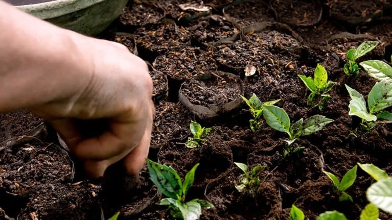 Si les grains pouvaient parler-BANNER-IMG