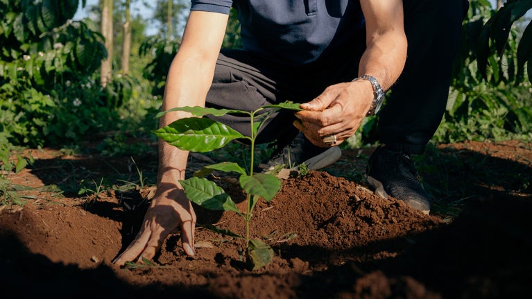 Plantation d’un jeune cacaoyer