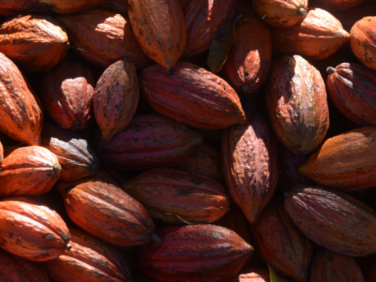 A close-up view of numerous cocoa pods in varying shades of brown and orange, scattered on a surface with natural light.