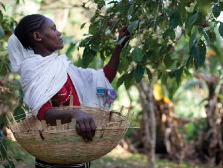 Nos certifications BIO Rainforest Alliance Fairtrade header picture