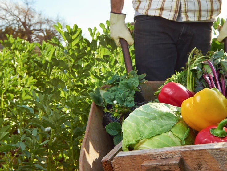 OFFRE VEGETARIENNE VEGANE header picture