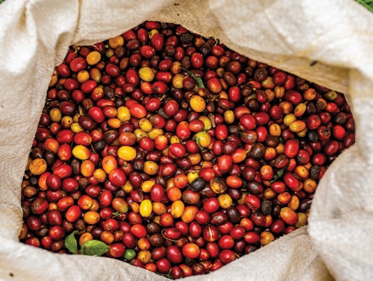 coffee-cherries