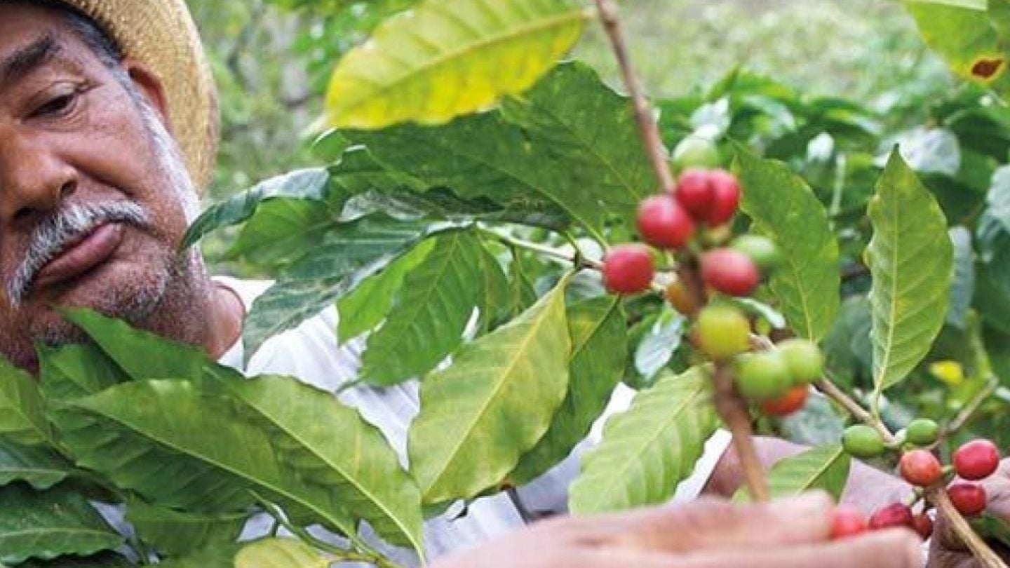 A person holds a branch of coffee plants with ripe red and unripe green coffee cherries amid lush green leaves